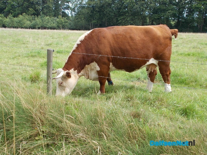 Koe met enkelbandje?