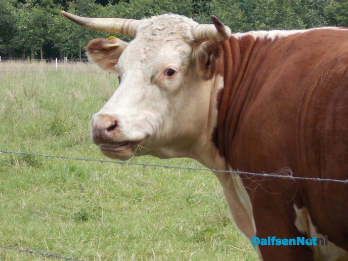Koe met enkelbandje?