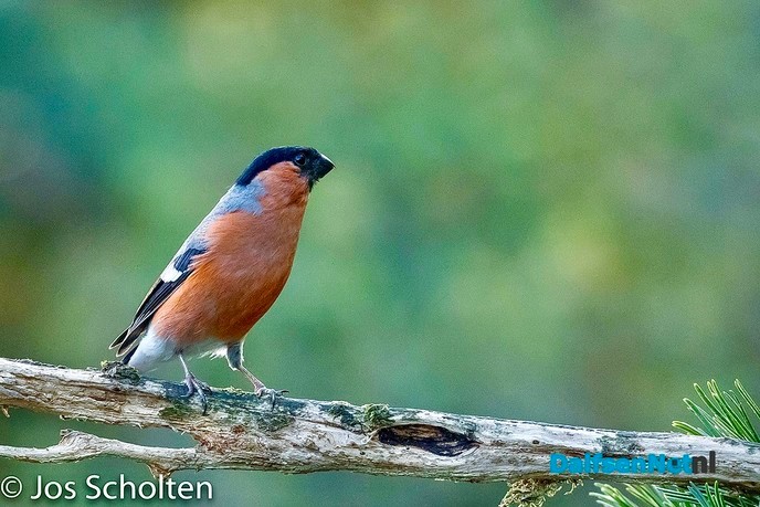 “Gouden vink” - Foto: Ingezonden foto