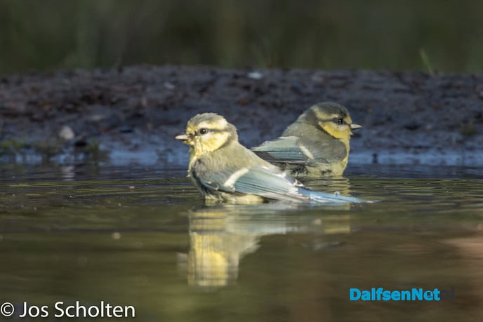 Attent - Foto: Ingezonden foto