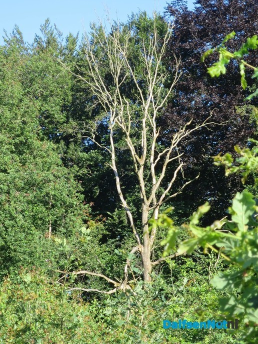 Op De Horte blijft het genieten - Foto: Wim