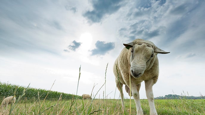 Beweidingsverbod voor dijken ingetrokken - Foto: Ingezonden foto