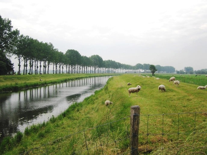 Beweidingsverbod voor dijken ingetrokken - Foto: Ingezonden foto