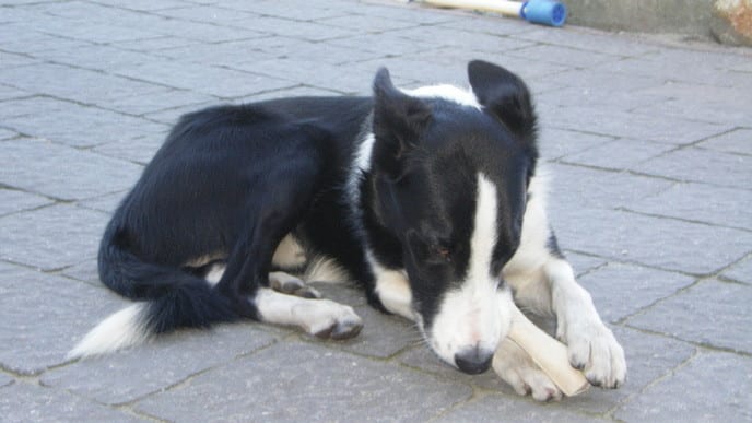 Hond vermist en weer terug - Foto: Eigen geleverde foto