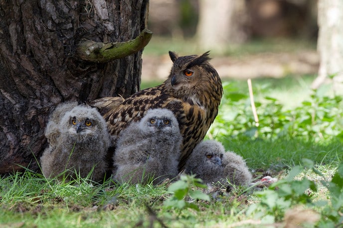 Oehoe broedt succesvol op Sallandse Heuvelrug - Foto: Ingezonden foto