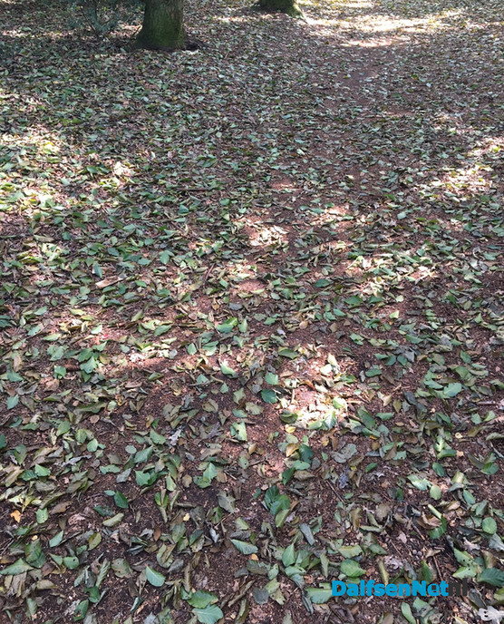 Het lijkt wel herfst…. - Foto: Ingezonden foto