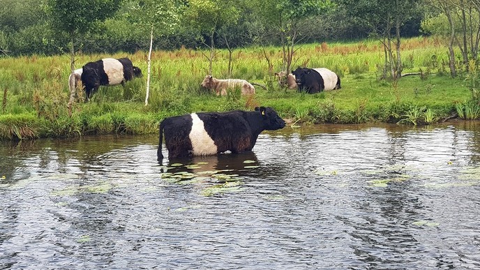 Koeien in en aan de Vecht - Foto: Ingezonden foto