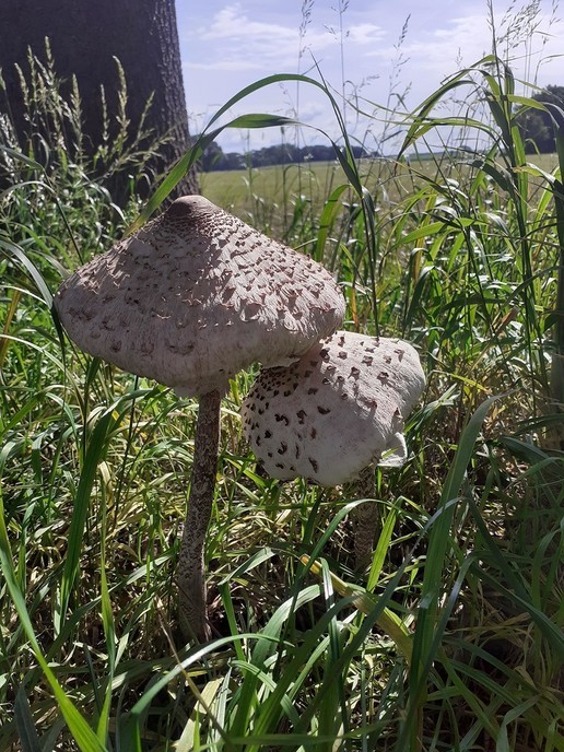 Paddenstoelen in de berm - Foto: Ingezonden foto