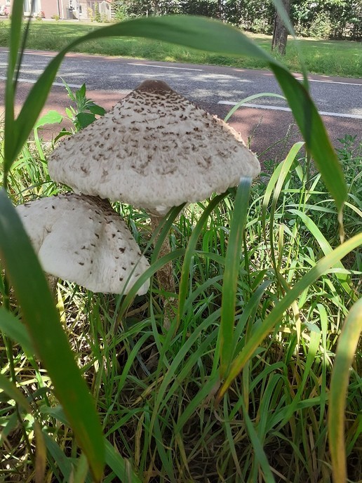 Paddenstoelen in de berm - Foto: Ingezonden foto