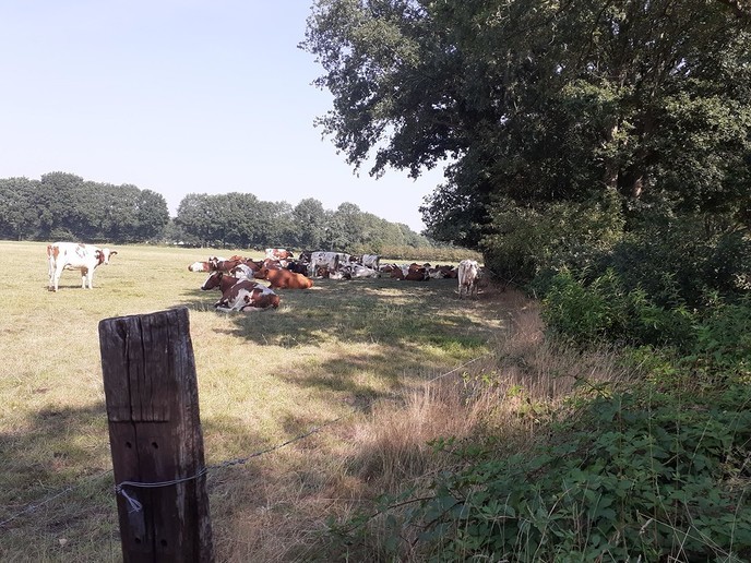 Vee zoekt schaduw op - Foto: Ingezonden foto