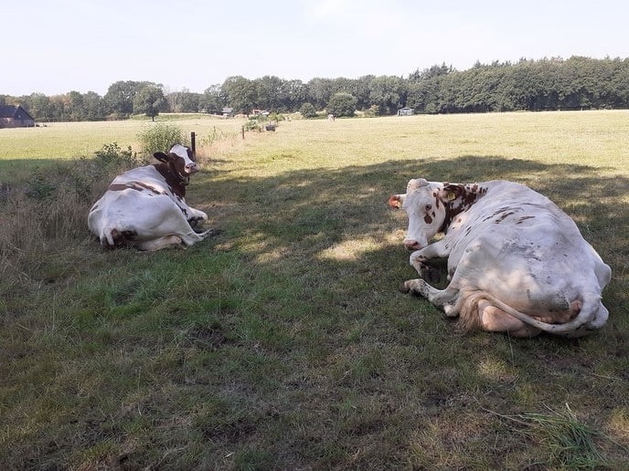 Vee zoekt schaduw op - Foto: Ingezonden foto