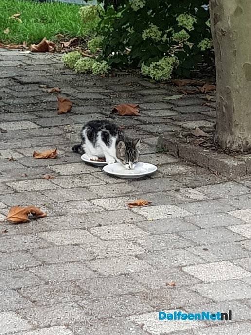 Kitten  kwijt? - Foto: Ingezonden foto