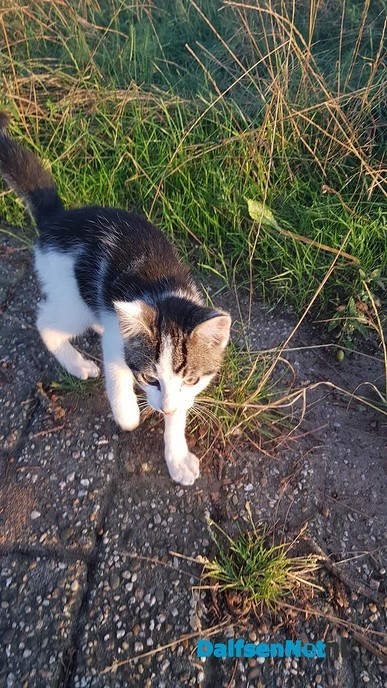 Kitten gevonden - Foto: Ingezonden foto