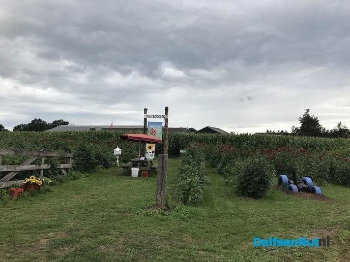 Gratis dolen in het maïsdoolhof op 26 augustus - Foto: Ingezonden foto