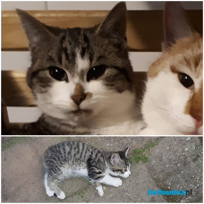 Vermist: katje in Oudleusen - Foto: Ingezonden foto