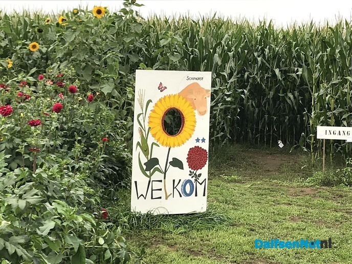 Gratis dolen in het maïsdoolhof op 26 augustus - Foto: Ingezonden foto