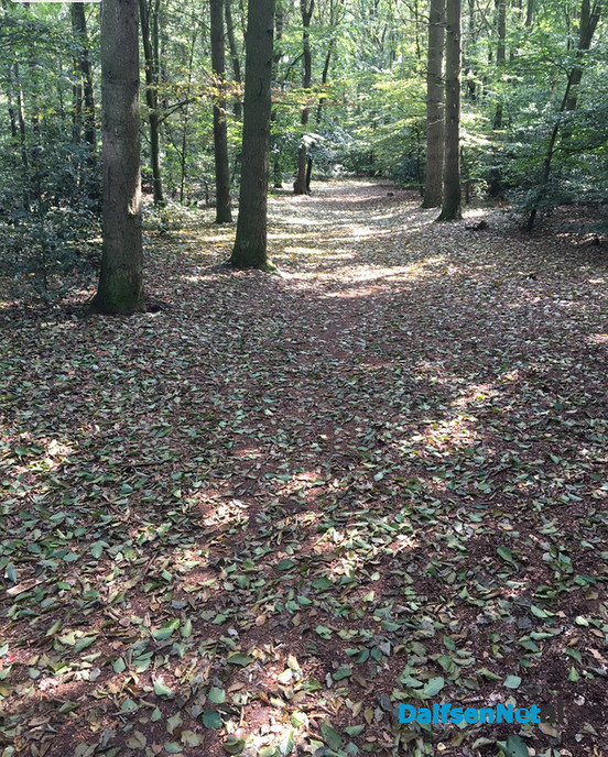 Het lijkt wel herfst…. - Foto: Ingezonden foto