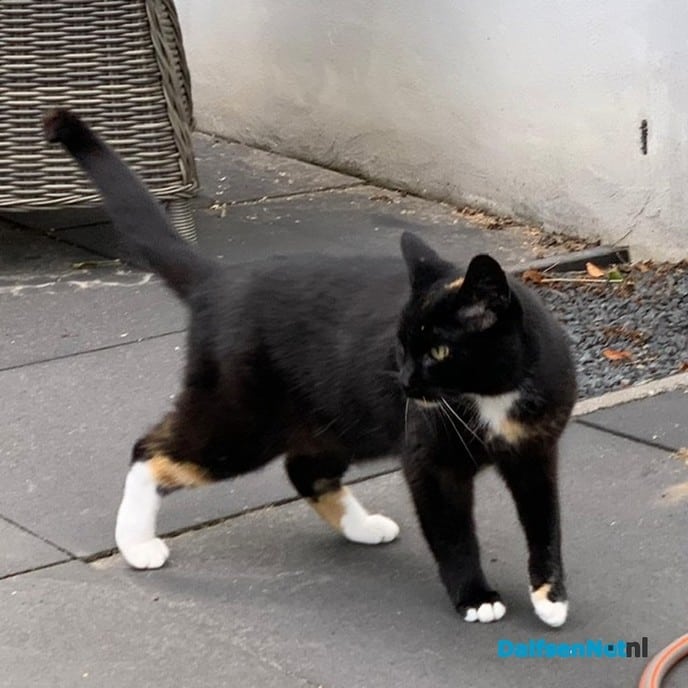 Vermissing van poes Umbra - Foto: Ingezonden foto