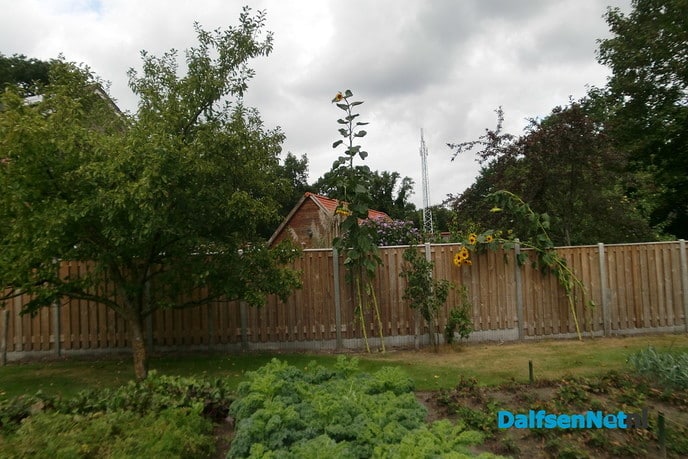 Grootste zonnebloem van Overijssel…? - Foto: Ingezonden foto
