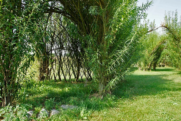 Wilgenkunstwerk Vechtvliet groeit nog steeds - Foto: Paul Scholten