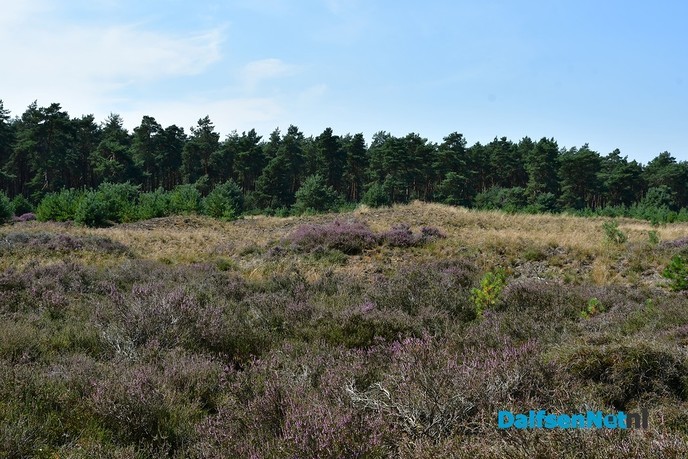 Het Rechterense Veld, rust ruimte en verkoeling in het bos - Foto: Johan Bokma
