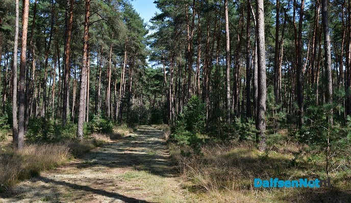 Het Rechterense Veld, rust ruimte en verkoeling in het bos - Foto: Johan Bokma