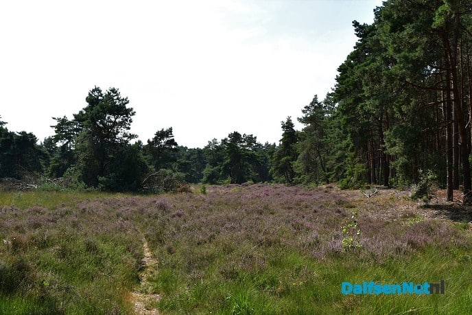 Het Rechterense Veld, rust ruimte en verkoeling in het bos - Foto: Johan Bokma