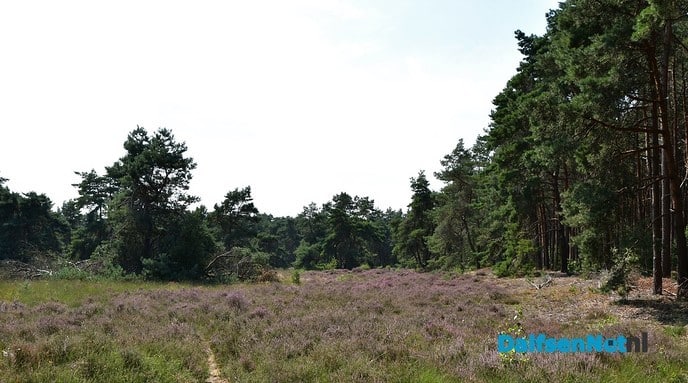 Het Rechterense Veld, rust ruimte en verkoeling in het bos - Foto: Johan Bokma