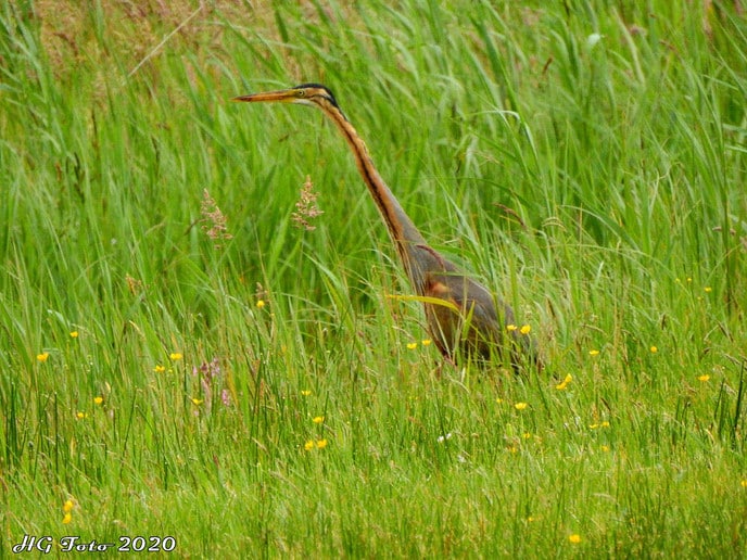 Vreemde Reiger