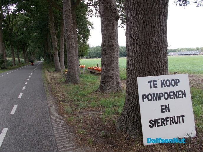 Het kan weer: Pompoenen en sierfruit