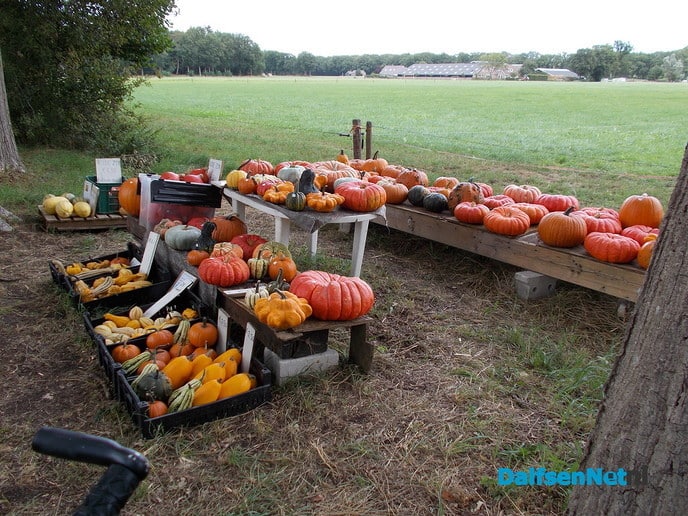 Het kan weer: Pompoenen en sierfruit