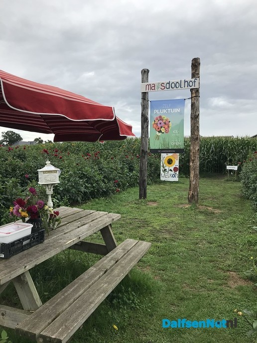 Gratis dolen in het maïsdoolhof op 26 augustus - Foto: Ingezonden foto