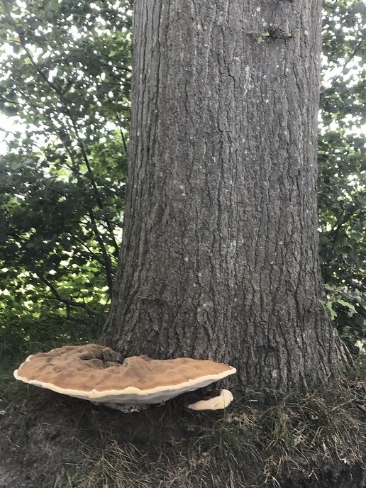 Puur natuur - Foto: Ingezonden foto
