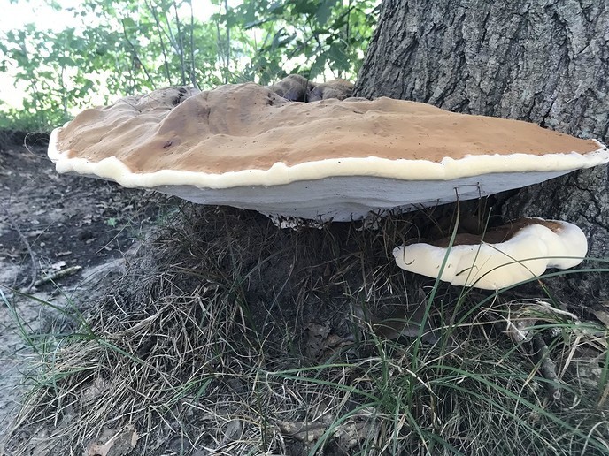 Puur natuur - Foto: Ingezonden foto