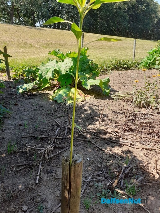 Paalzonnebloem - Foto: Ingezonden foto