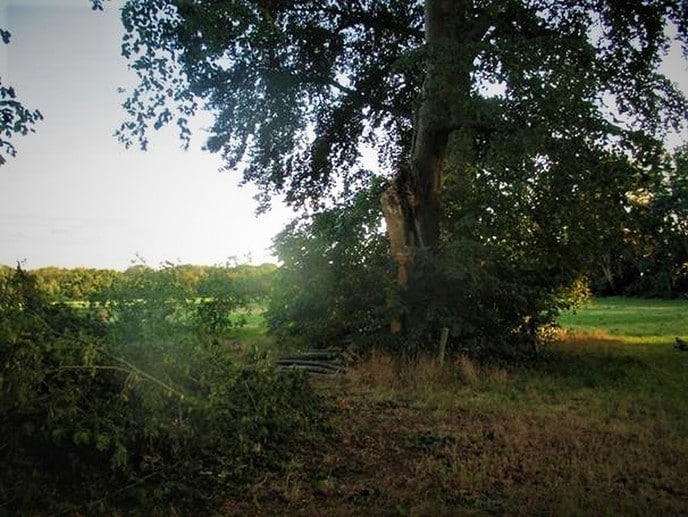 Oude bomen leggen het loodje - Foto: Ingezonden foto