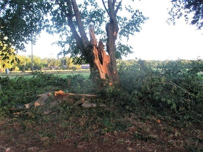 Oude bomen leggen het loodje - Foto: Ingezonden foto