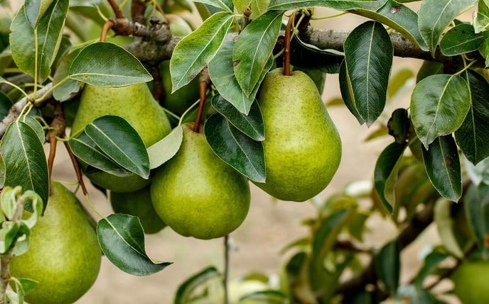 Gratis Perenbomen - Foto: Ingezonden foto