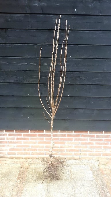 Gratis Perenbomen - Foto: Ingezonden foto
