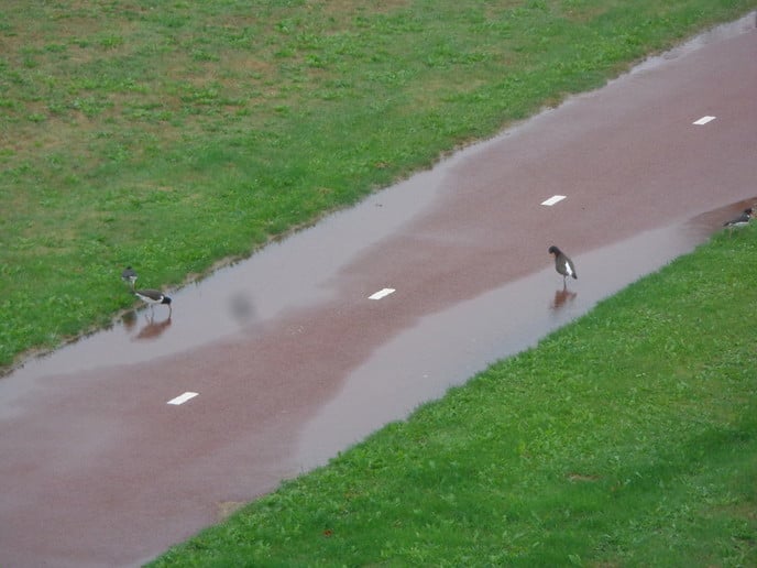 Kraamtijd scholeksters DE RONDE MARKE voorbij - Foto: Ingezonden foto