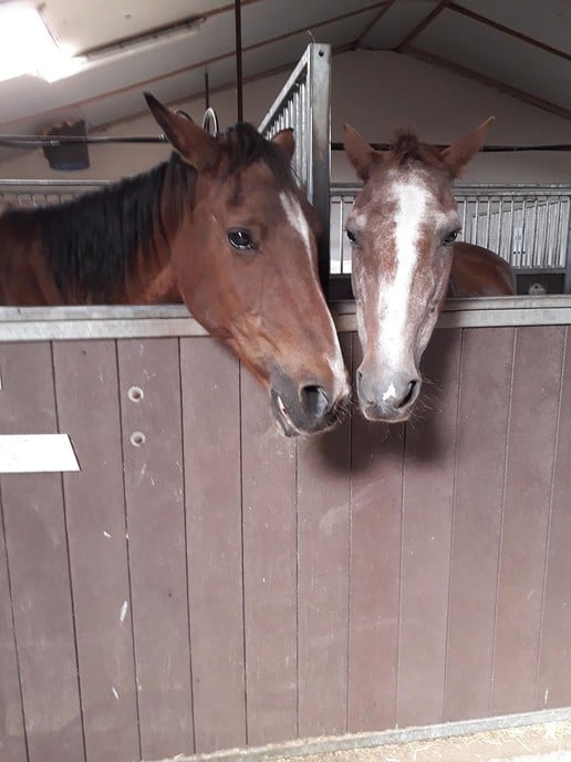 Met spoed ruimte gevraagd voor paarden ’t Olde manegepeerd - Foto: Ingezonden foto