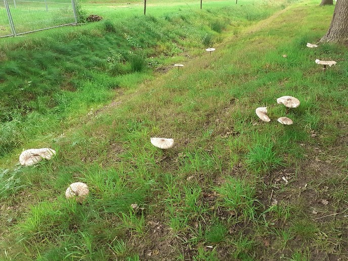 Paddenstoelen - Foto: Ingezonden foto