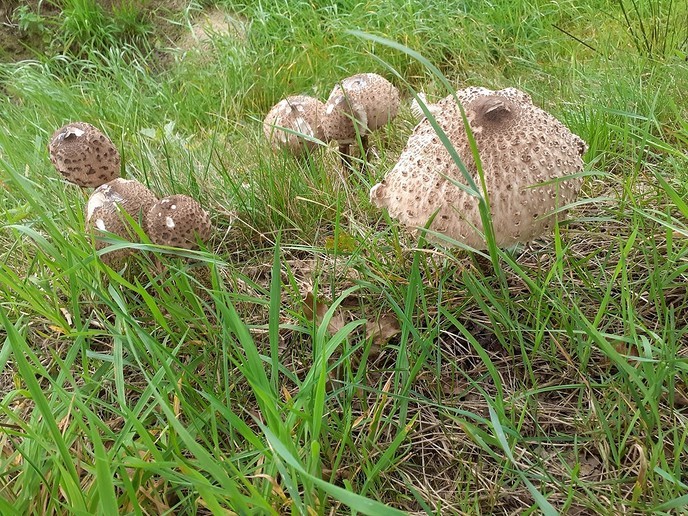 Paddenstoelen - Foto: Ingezonden foto