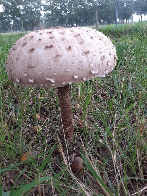 Paddenstoelen - Foto: Ingezonden foto