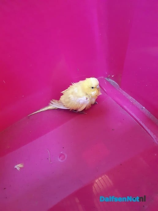 Gevonden - Foto: Ingezonden foto