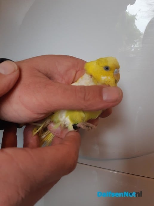 Gevonden - Foto: Ingezonden foto