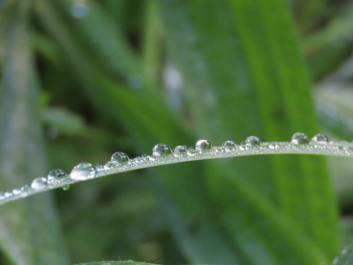 Dauwdruppels voor de lens - Foto: Ingezonden foto