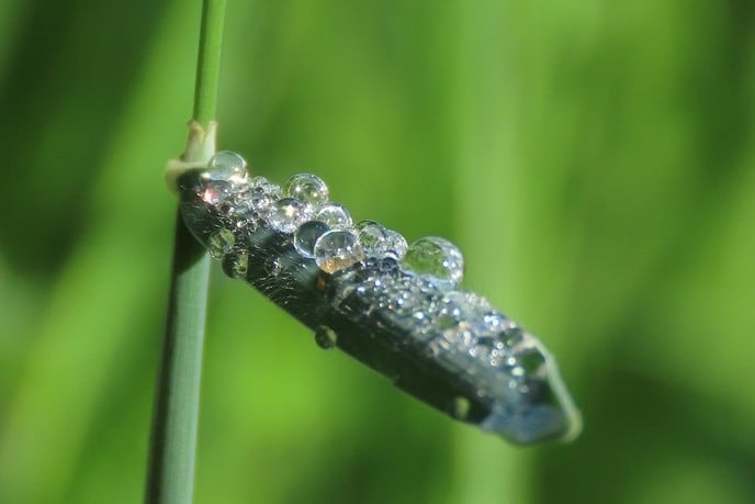 Dauwdruppels voor de lens - Foto: Ingezonden foto