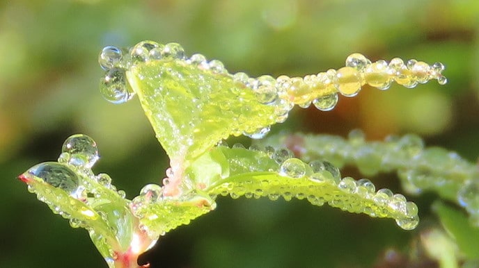 Dauwdruppels voor de lens - Foto: Ingezonden foto