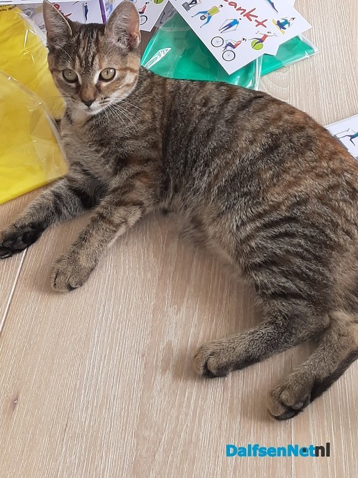 Jonge poes Wiesje is weggelopen - Foto: Ingezonden foto